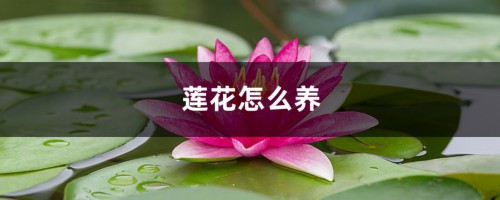 莲花怎么养