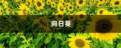 春天种1棵向日葵，花比脸盆还大，竟然收获10斤瓜子！