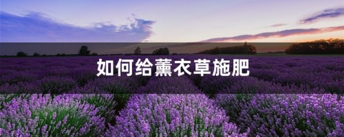 薰衣草施肥方法，用什么肥好