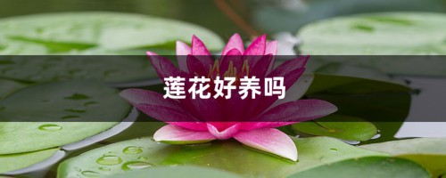 莲花好养吗，家中如何养护