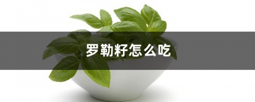 罗勒籽怎么吃