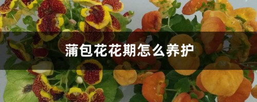 蒲包花花期怎么养护